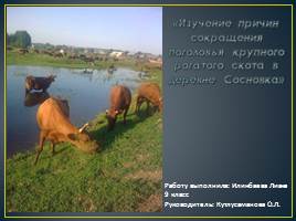 Изучение причин сокращения поголовья крупного рогатого скота в деревне Сосновка, слайд 1