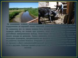 Изучение причин сокращения поголовья крупного рогатого скота в деревне Сосновка, слайд 14