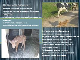 Изучение причин сокращения поголовья крупного рогатого скота в деревне Сосновка, слайд 2