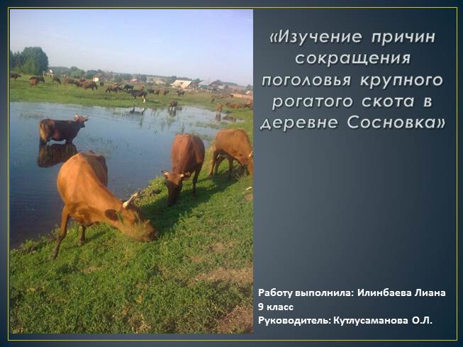 Презентация Изучение причин сокращения поголовья крупного рогатого скота в деревне Сосновка