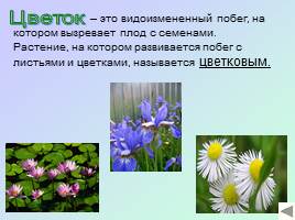 Строение цветкового растения - Разнообразие цветов, слайд 3