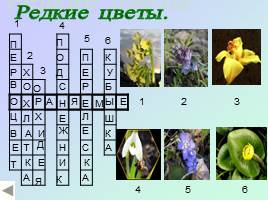 Строение цветкового растения - Разнообразие цветов, слайд 8