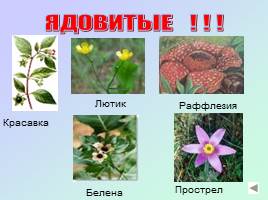Строение цветкового растения - Разнообразие цветов, слайд 9