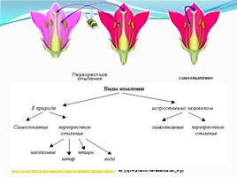 Спорогенез и гаметогенез у цветковых растений, слайд 10