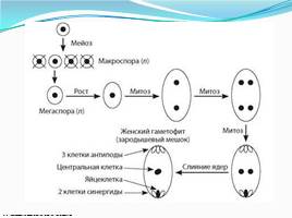 Спорогенез и гаметогенез у цветковых растений, слайд 14