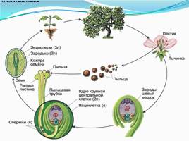 Спорогенез и гаметогенез у цветковых растений, слайд 15