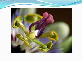 Спорогенез и гаметогенез у цветковых растений, слайд 16