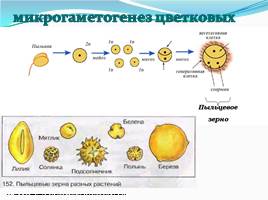 Спорогенез и гаметогенез у цветковых растений, слайд 6