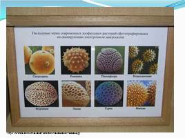 Спорогенез и гаметогенез у цветковых растений, слайд 7