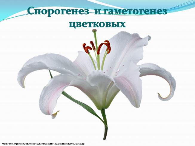 Презентация Спорогенез и гаметогенез у цветковых растений