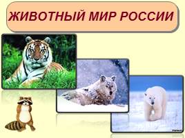 Животный мир России, слайд 3