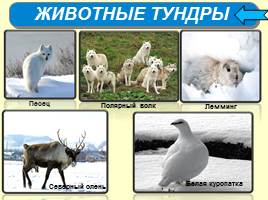 Животный мир России, слайд 5