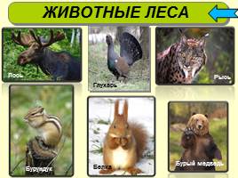 Животный мир России, слайд 6
