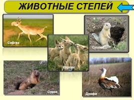 Животный мир России, слайд 7