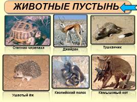 Животный мир России, слайд 8
