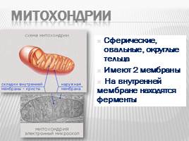 Органоиды клетки и их функции, слайд 12