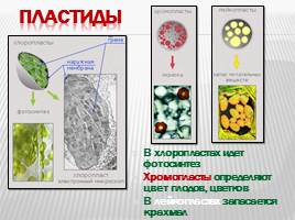 Органоиды клетки и их функции, слайд 14