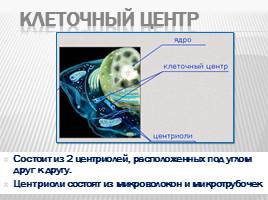 Органоиды клетки и их функции, слайд 17