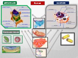 Органоиды клетки и их функции, слайд 20