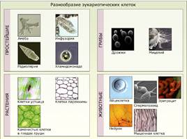 Органоиды клетки и их функции, слайд 4