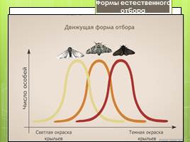 Естественный отбор - главная движущая сила эволюции, слайд 8