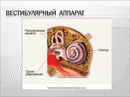 Органы слуха и равновесия, слайд 13