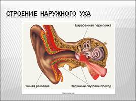 Органы слуха и равновесия, слайд 5