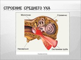 Органы слуха и равновесия, слайд 6