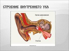 Органы слуха и равновесия, слайд 7