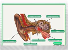 Органы слуха и равновесия, слайд 8
