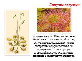 Растения-хищники, слайд 6