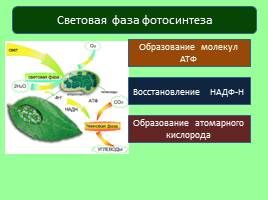 Фотосинтез, слайд 5