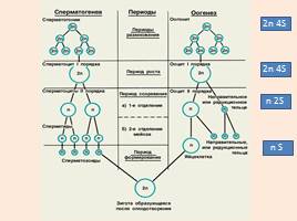 Развитие половых клеток - Сперматогенез и овогенез, слайд 10