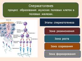 Развитие половых клеток - Сперматогенез и овогенез, слайд 2