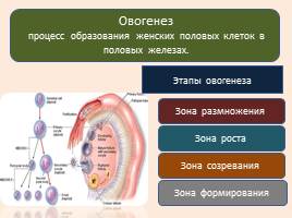 Развитие половых клеток - Сперматогенез и овогенез, слайд 6