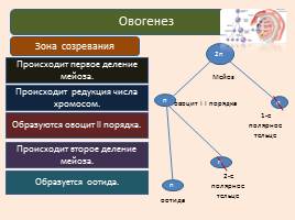 Развитие половых клеток - Сперматогенез и овогенез, слайд 8