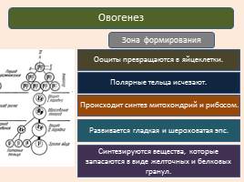 Развитие половых клеток - Сперматогенез и овогенез, слайд 9