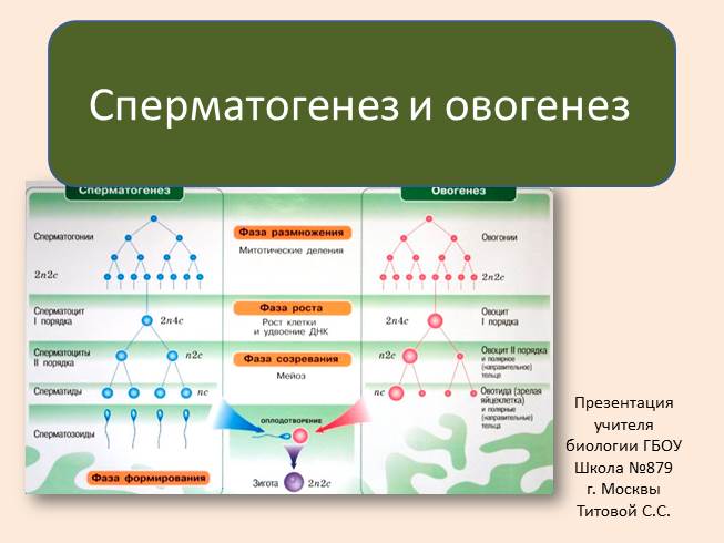 Презентация Развитие половых клеток - Сперматогенез и овогенез