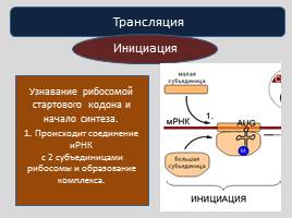 Реализация наследственной информации в клетке -  Биосинтез белка, слайд 15