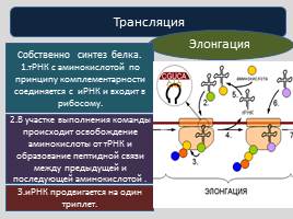 Реализация наследственной информации в клетке -  Биосинтез белка, слайд 16