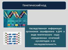 Реализация наследственной информации в клетке -  Биосинтез белка, слайд 5