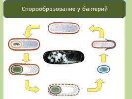 Прокариотическая клетка - Бактерии, слайд 10