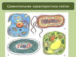 Прокариотическая клетка - Бактерии, слайд 14
