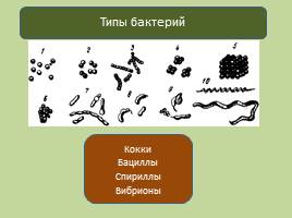 Прокариотическая клетка - Бактерии, слайд 2