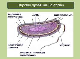 Прокариотическая клетка - Бактерии, слайд 3