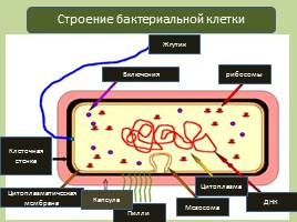 Прокариотическая клетка - Бактерии, слайд 4
