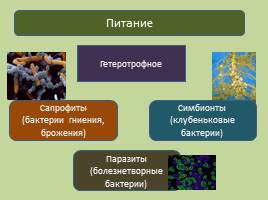Прокариотическая клетка - Бактерии, слайд 6