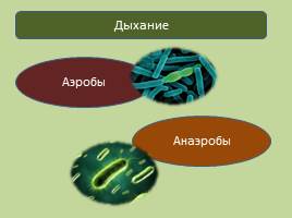 Прокариотическая клетка - Бактерии, слайд 7