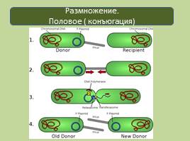 Прокариотическая клетка - Бактерии, слайд 9