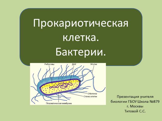 Презентация Прокариотическая клетка - Бактерии
